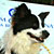 The Pet Masquerade and Parade 2002 photo - Duval Street, Key West